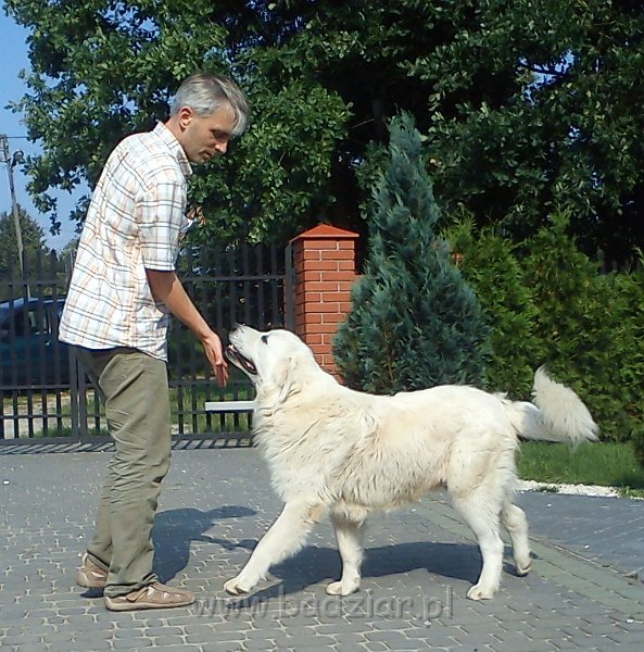 owczarekpodhalanski00207.jpg - Owczarek Podhalański - UNIKAT URSUS Badziar (13 miesięcy)