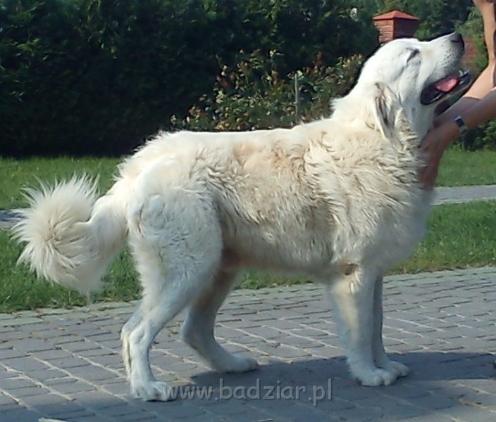 owczarekpodhalanski00213.jpg - Owczarek Podhalański - UNIKAT URSUS Badziar (13 miesięcy)
