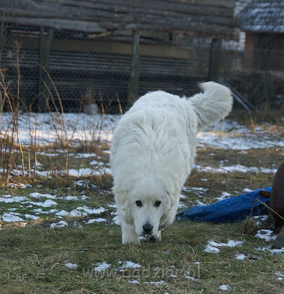 owczarekpodhalanski_07560.jpg - Owczarek Podhalański - UNIKAT URSUS Badziar (7 miesięcy)