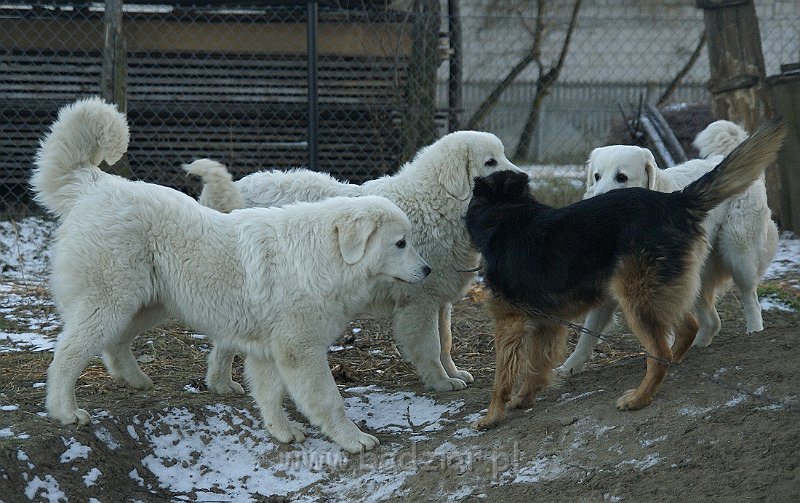 owczarekpodhalanski_07591.jpg - Owczarek Podhalański - UNIKAT URSUS Badziar (7 miesięcy), KOKIETKA KESSI Badziar, URWIS UNKAS Badziar - z  kolegą :)