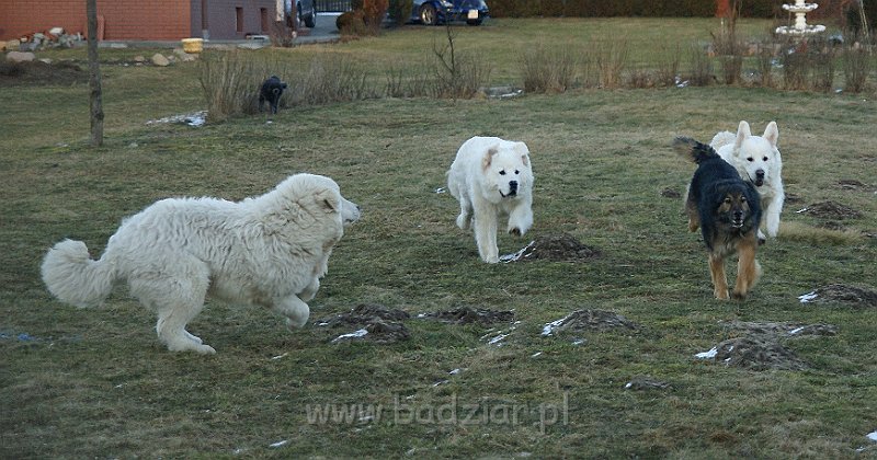 owczarekpodhalanski_07604.jpg - Owczarek Podhalański - UNIKAT URSUS Badziar (7 miesięcy), KOKIETKA KESSI Badziar, URWIS UNKAS Badziar - z  kolegą :)