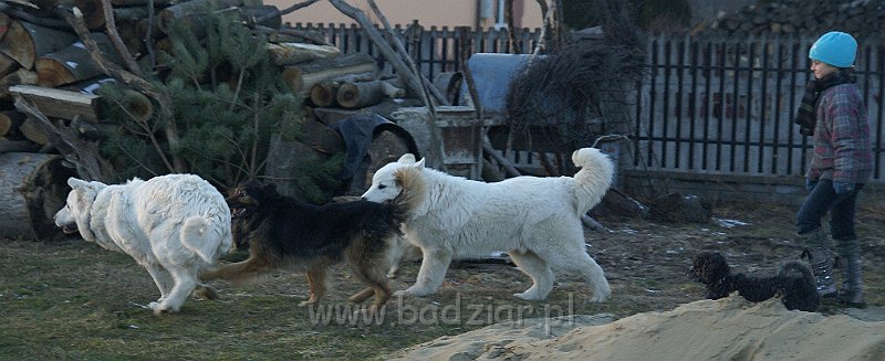 owczarekpodhalanski_07634.jpg - Owczarek Podhalański - KOKIETKA KESSI Badziar, URWIS UNKAS Badziar - z kolegami :)