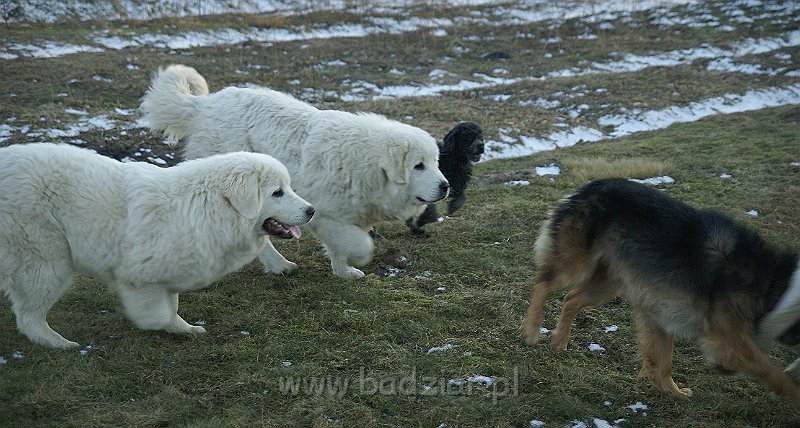 owczarekpodhalanski_07645.jpg - Owczarek Podhalański - UNIKAT URSUS Badziar (7 miesięcy), URWIS UNKAS Badziar - z kolegami :)
