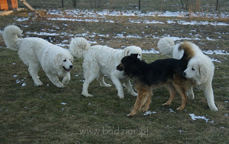 owczarekpodhalanski_07660.jpg - Owczarek Podhalański - UNIKAT URSUS Badziar (7 miesięcy), KOKIETKA KESSI Badziar, URWIS UNKAS Badziar - z kolegą :)