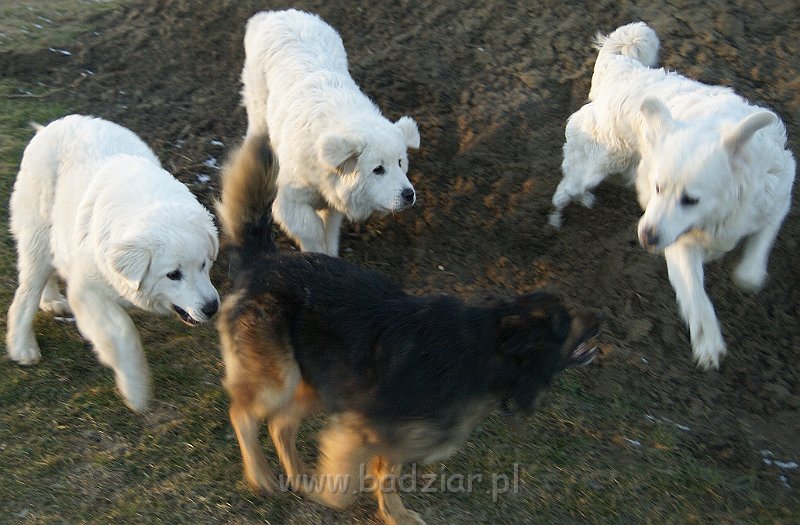 owczarekpodhalanski_07676.jpg - Owczarek Podhalański - UNIKAT URSUS Badziar (7 miesięcy), KOKIETKA KESSI Badziar, URWIS UNKAS Badziar - z kolegą :)