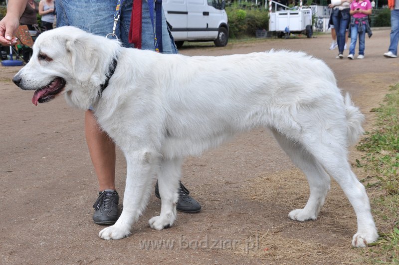 owczarekpodhalanski_3164.jpg - Owczarek Podhalański - UROKLIWA UNA Badziar (14 miesięcy)