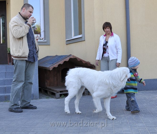 owczarekpodhalanski_3428.jpg - Owczarek Podhalański - UROKLIWA UNA Badziar (15 miesięcy)