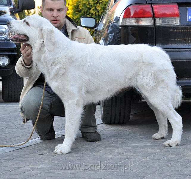 owczarekpodhalanski_3437.jpg - Owczarek Podhalański - UROKLIWA UNA Badziar (15 miesięcy)