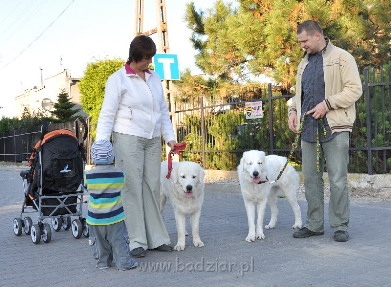 owczarekpodhalanski_3445.jpg - Owczarek Podhalański - UROCZYCHA UMBRA Badziar i UROKLIWA UNA Badziar (15 miesięcy)