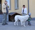 owczarekpodhalanski_3428