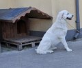 owczarekpodhalanski_3431
