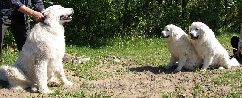 owczarekpodhalanski_09246.jpg - Owczarek Podhalański - od lewej: URWIPOŁEĆ USTROŃ Badziar (10 miesięcy), UROCZYCHA UMBRA Badziar i URWIS UNKAS Badziar