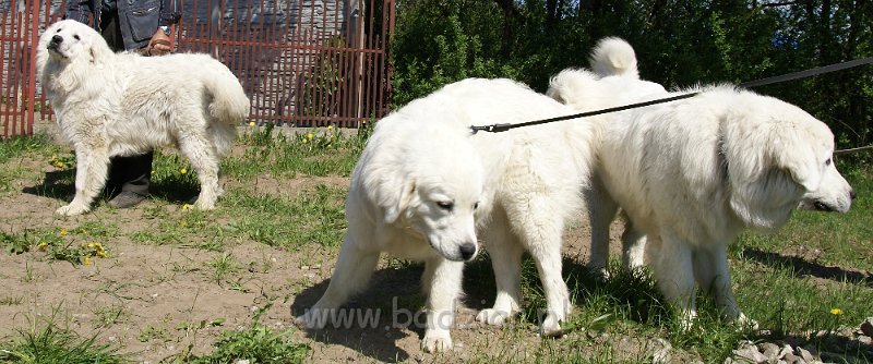owczarekpodhalanski_09261.jpg - Owczarek Podhalański - od lewej: URWIPOŁEĆ USTROŃ Badziar (10 miesięcy), UROCZYCHA UMBRA Badziar i URWIS UNKAS Badziar