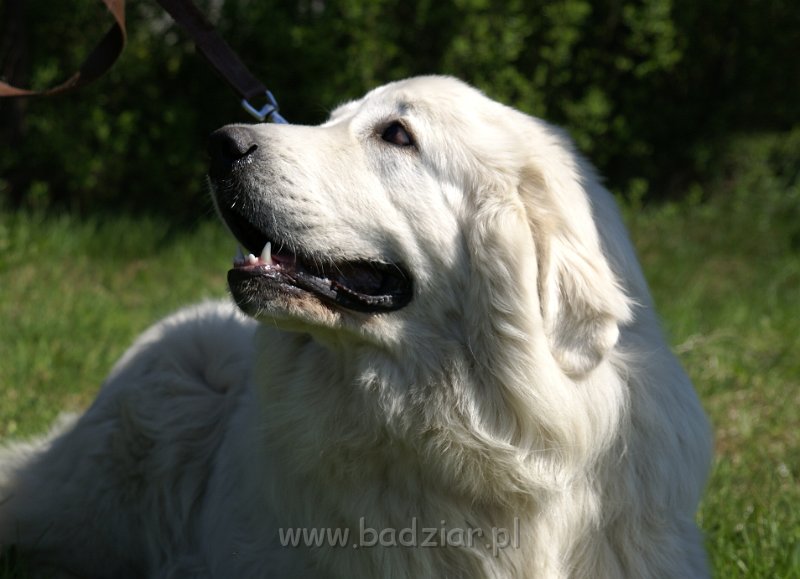 owczarekpodhalanski_09276.jpg - Owczarek Podhalański - URWIPOŁEĆ USTROŃ Badziar (10 miesięcy)