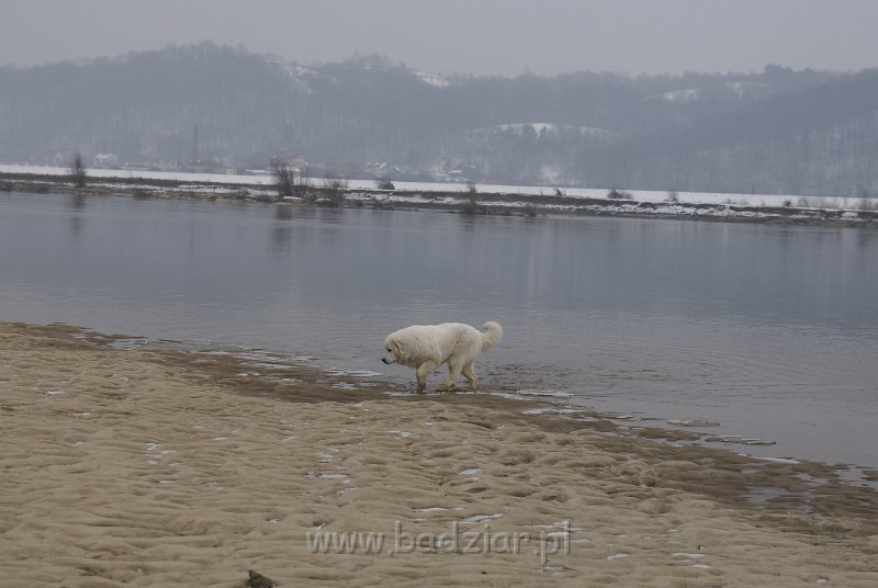 owczarekpodhalanski07381.jpg - Owczarek Podhalański - URWIS UNKAS Badziar (6 miesięcy)