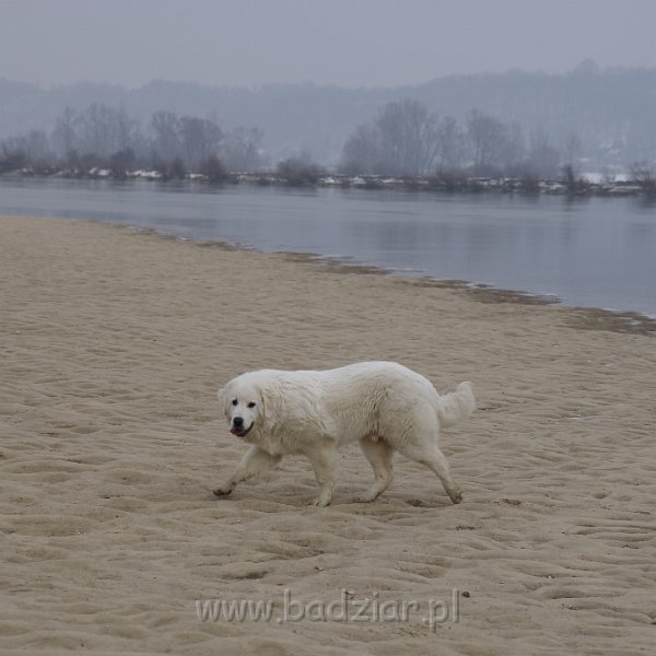 owczarekpodhalanski07385.jpg - Owczarek Podhalański - URWIS UNKAS Badziar (6 miesięcy)