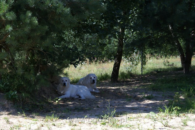 owczarekpodhalanski09976.jpg - Owczarek Podhalański - URWIS UNKAS Badziar (13 miesięcy) i KOKIETKA KESSI Badziar