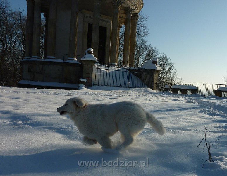 owczarekpodhalanski_000991.jpg - Owczarek Podhalański - URWIS UNKAS Badziar (5 miesięcy)