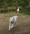 owczarekpodhalanski09361