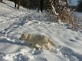 owczarekpodhalanski_010003(1)