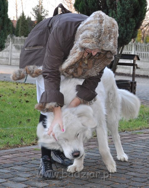 owczarekpodhalanski_4142.jpg - Owczarek Podhalański - UWODZICIEL URAN Badziar (17 miesięcy)