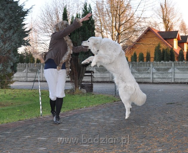owczarekpodhalanski_4146.jpg - Owczarek Podhalański - UWODZICIEL URAN Badziar (17 miesięcy)