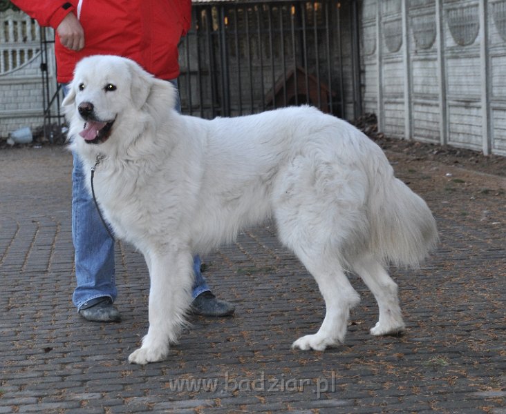 owczarekpodhalanski_4152.jpg - Owczarek Podhalański - UWODZICIEL URAN Badziar (17 miesięcy)