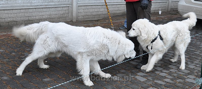 owczarekpodhalanski_4184.jpg - Owczarek Podhalański - UWODZICIEL URAN Badziar i UROCZYCHA UMBRA Badziar (17 miesięcy)