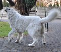 owczarekpodhalanski_4143