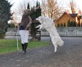 owczarekpodhalanski_4146
