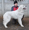 owczarekpodhalanski_4155