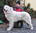 owczarekpodhalanski_4161