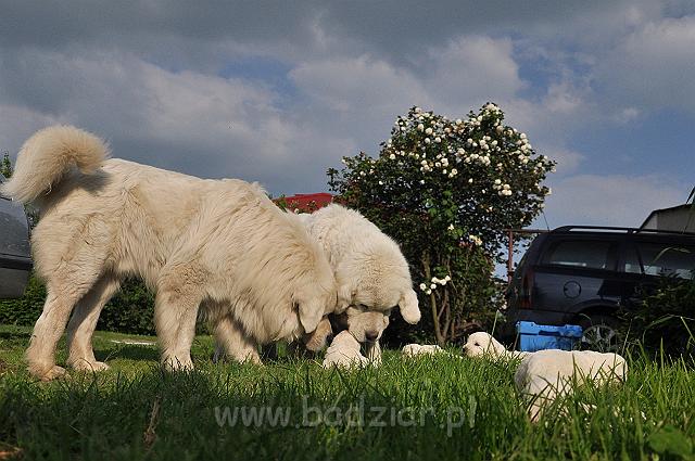 owczarekpodhalanski_0808.jpg - Owczarek Podhalański - szczeniaki 2010 - 3 tydzień - ze starszym bratem Persem i babcią Lawiną