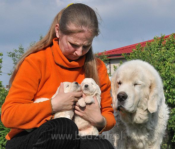 owczarekpodhalanski_0819.jpg - Owczarek Podhalański - szczeniaki 2010 - 3 tydzień - obie sunie i babcia Lawina