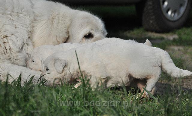 owczarekpodhalanski_0884.jpg - Owczarek Podhalański - szczeniaki 2010 - 3 tydzień - z babcią Lawiną