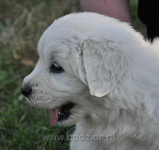 owczarekpodhalanski_1161.jpg - Owczarek Podhalański - szczeniaki 2010 - sunia 2 - 5 tydzień